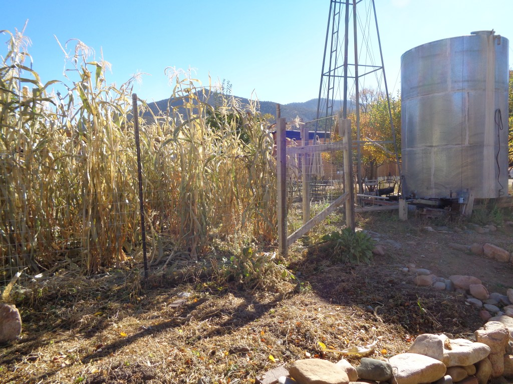 New Mexico Corn Garden