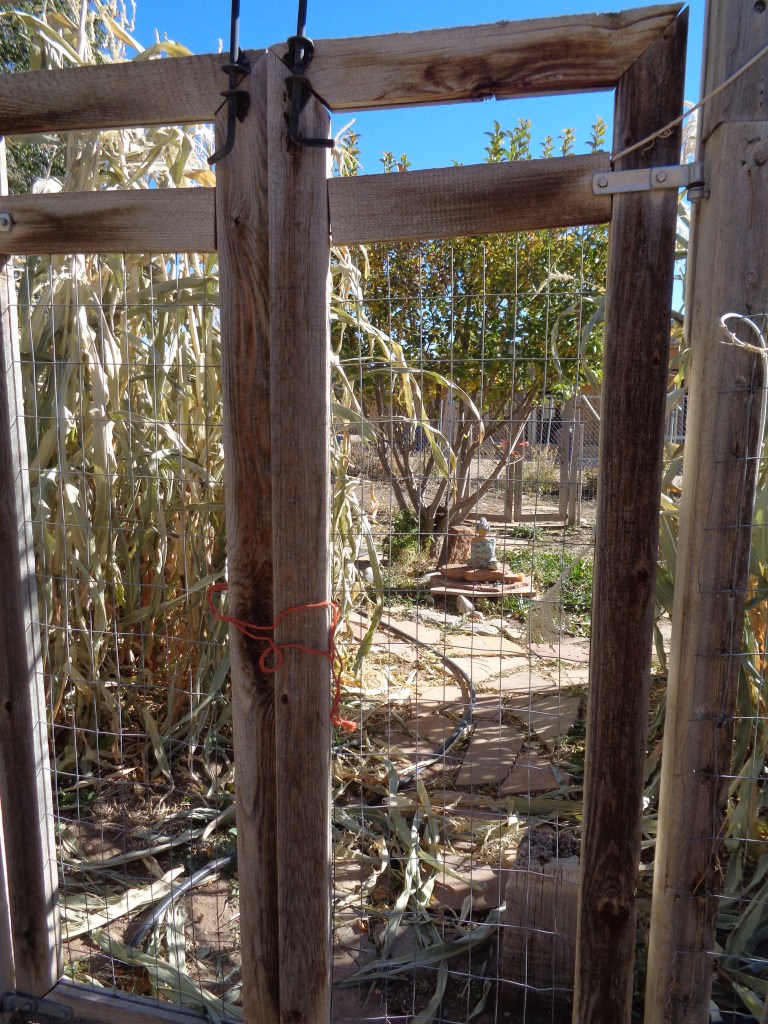 Desert SW Corn Garden