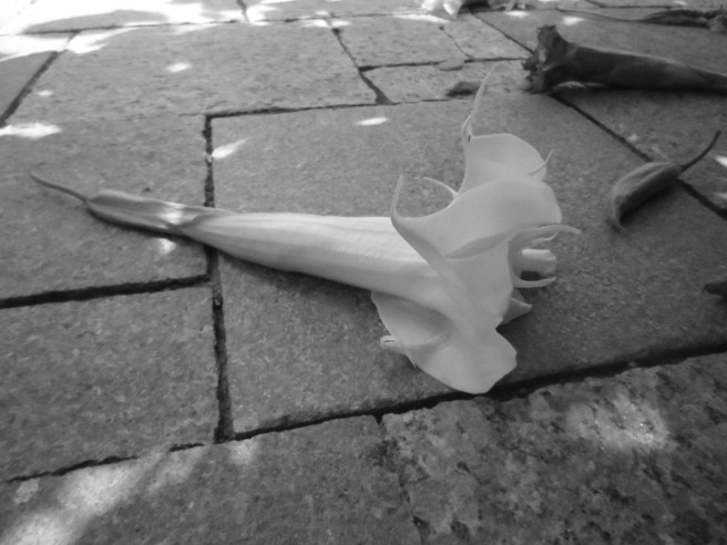 Sacred Bloom for guided love meditation