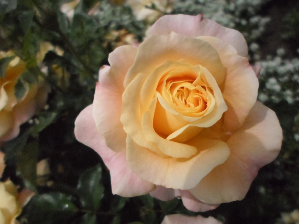 Peach Rose Bloom blossom.