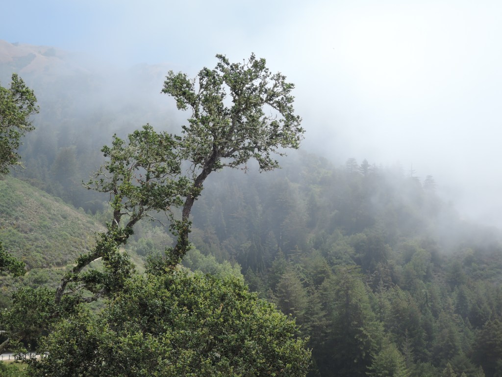 Trees near Nepenthe in Big Sur