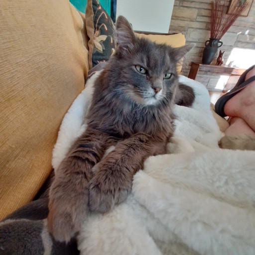 Cat One Photo Cat Oneness – One Seeker's Story